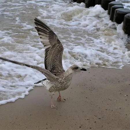 Ferienhaus Seahorse Comfortable